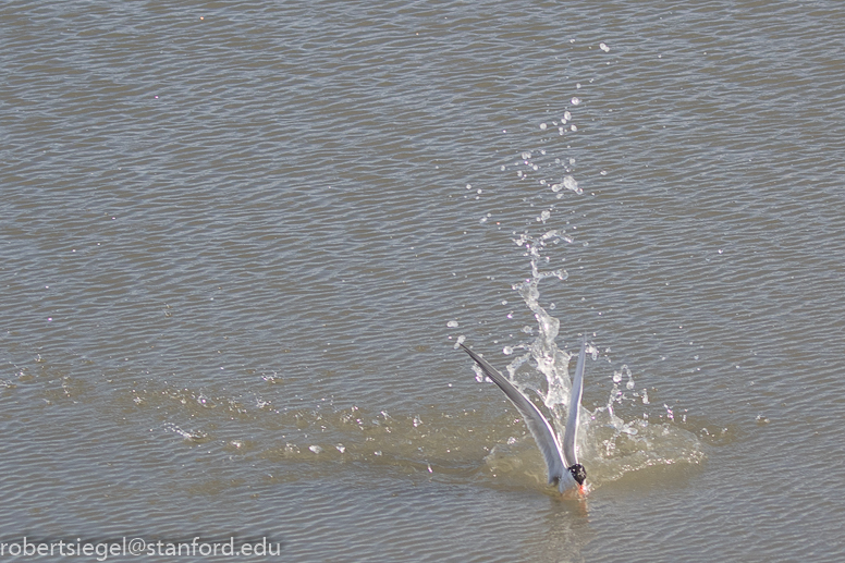 shoreline park